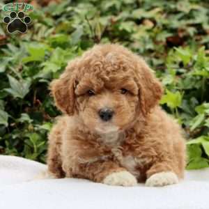 Ellie F1BB, Mini Goldendoodle Puppy
